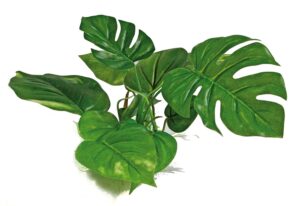 AMTRA ANUBIAS plastikinis augalas 20cm