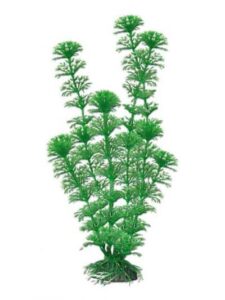 AMTRA CABOMBA augalas didelis 23cm 1vnt