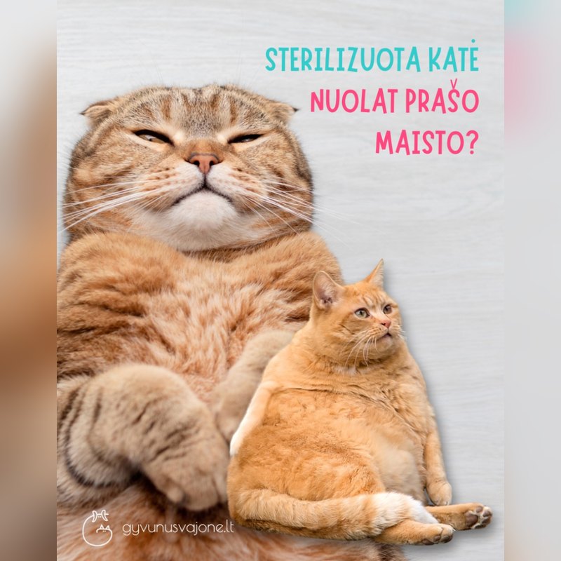 Sterilizuota katė nuolat prašo maisto?
