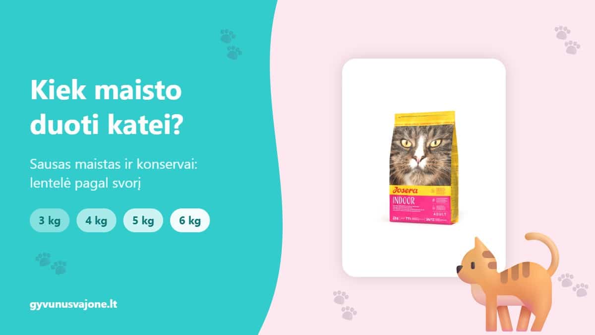 Kiek maisto duoti katei – Josera Indoor sauso maisto pakuotė ir katė