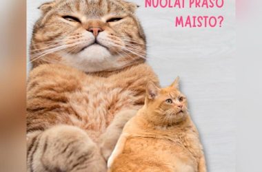 Sterilizuota katė prašo maisto – mitybos patarimai